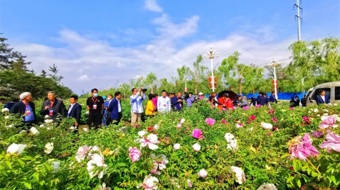 5月19日，參加全國第一屆牡丹芍藥產(chǎn)業(yè)聯(lián)盟大會的學(xué)者前往臨夏市60里牡丹長廊、枹罕鎮(zhèn)王坪牡丹芍藥種植基地、甘肅古河州酒業(yè)牡丹園等地調(diào)研考察。新甘肅·甘肅經(jīng)濟日報記者陳功章攝新甘肅·甘肅經(jīng)濟日報記者王云